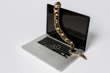 Python snake and laptop computer.